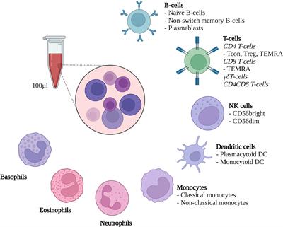 Paired Donor and Recipient Immunophenotyping in Allogeneic Hematopoietic Stem Cell Transplantation: A Cellular Network Approach